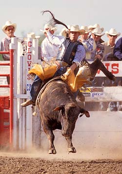 Riding a bucking bull