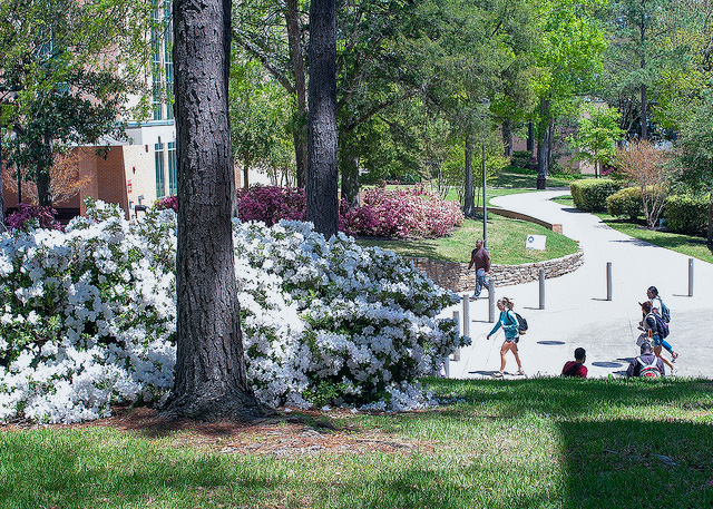Picture of students walking the calm paths of campus.