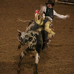 Houston Rodeo