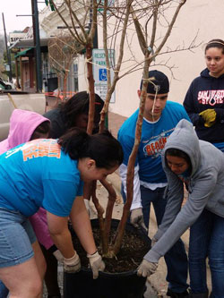 Planting a tree