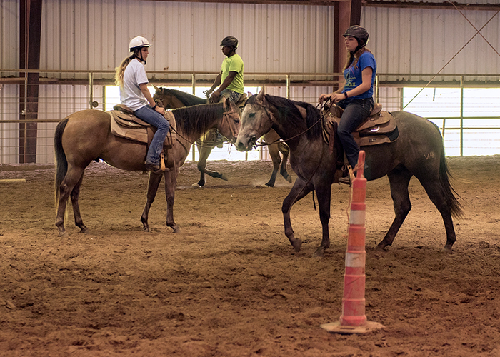 Equine Lab