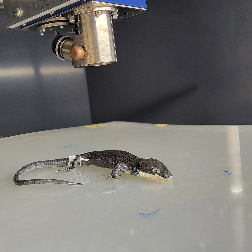 A Lizard placed in an X-ray machine