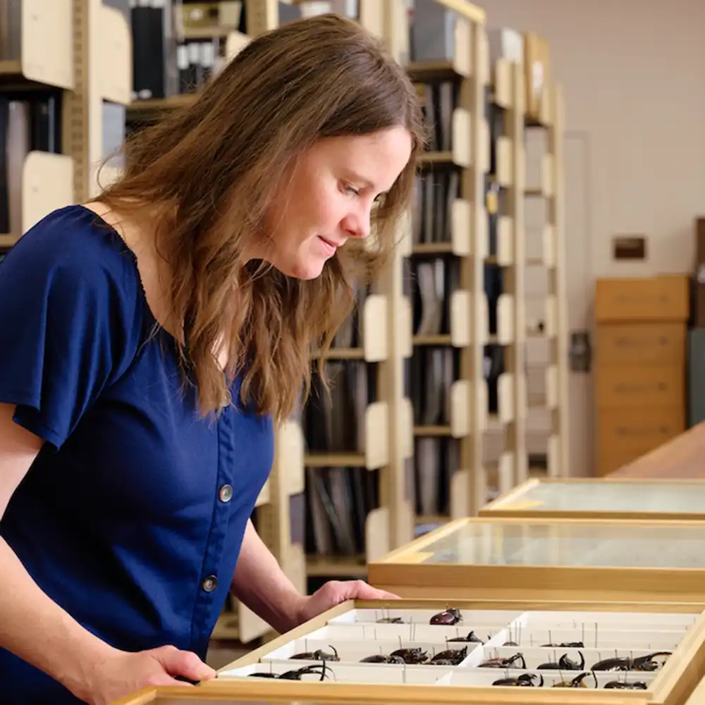 SHSU student looking at different bugs