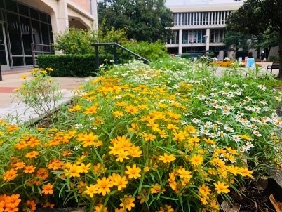 Picture of flowers in SHSU courtyard
