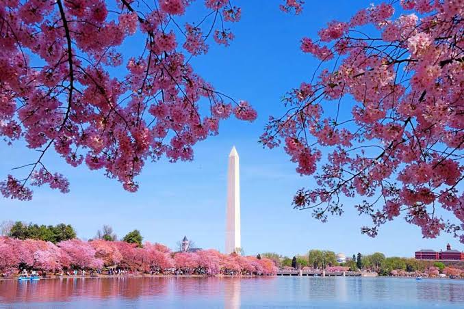 Cherry Blossom Festival