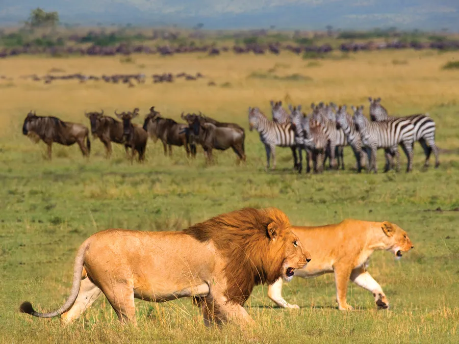 An evening view of the Vienna Christmas Market in Austria