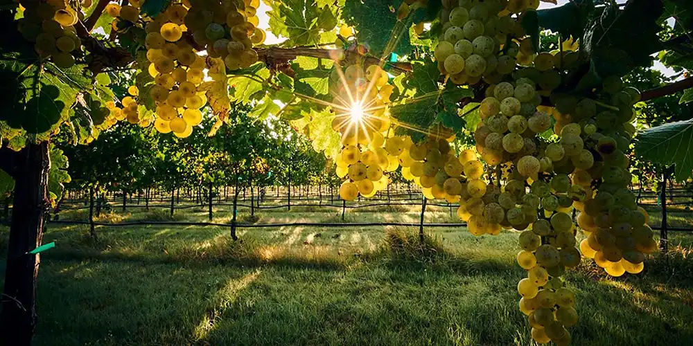 Sunset at Wildseed Farms