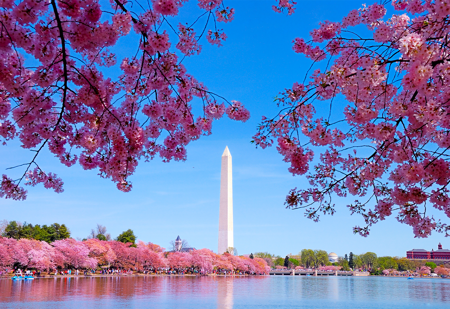 washington dc cherry blossom festival