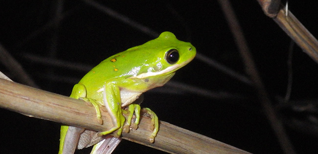 Tree Frog