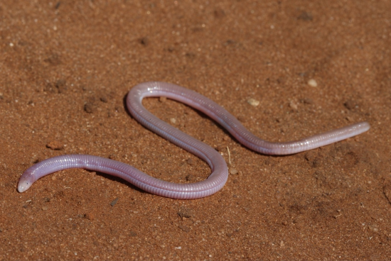 A Zygaspis quadrifrons is photographed in the wild in Koanaka, Botswana. Photo by Johan Marais