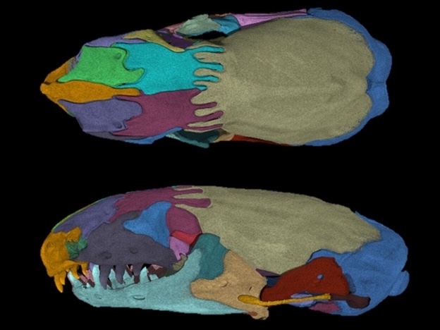 Separate sections of the skull of a Zygaspis quadrifron specimen are highlighted in this CT scan. The long sutures that connect the pieces of the top of the skull are easily visible here. / Scans courtesy of the Jackson School of Geosciences CT lab, coloring and rendering by Sam Houston State University.