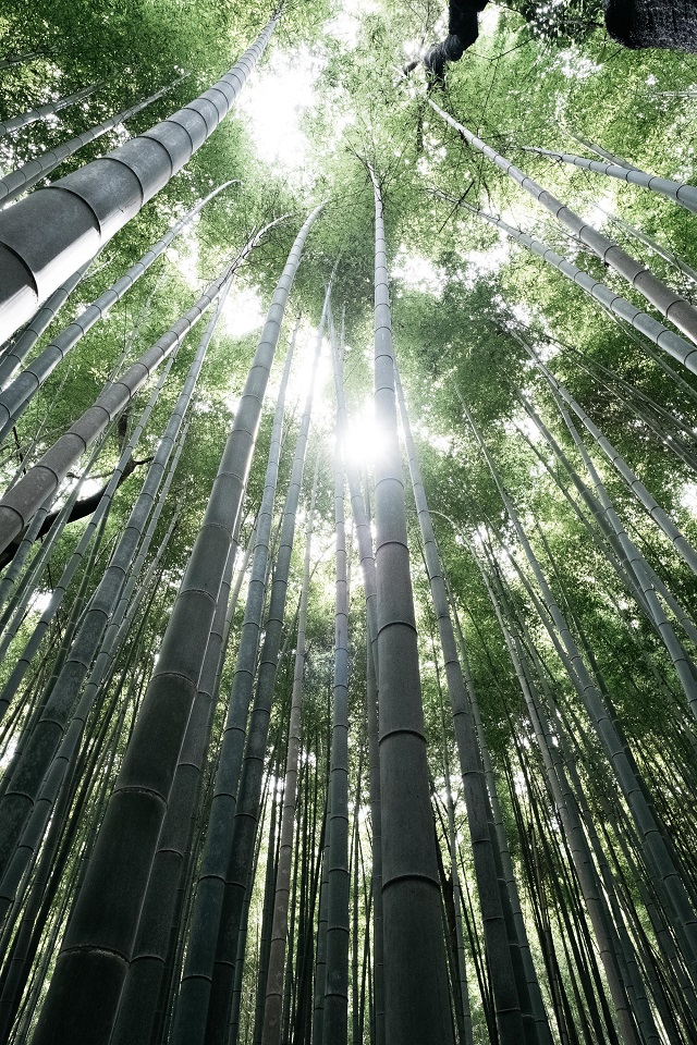 Bamboo Forest