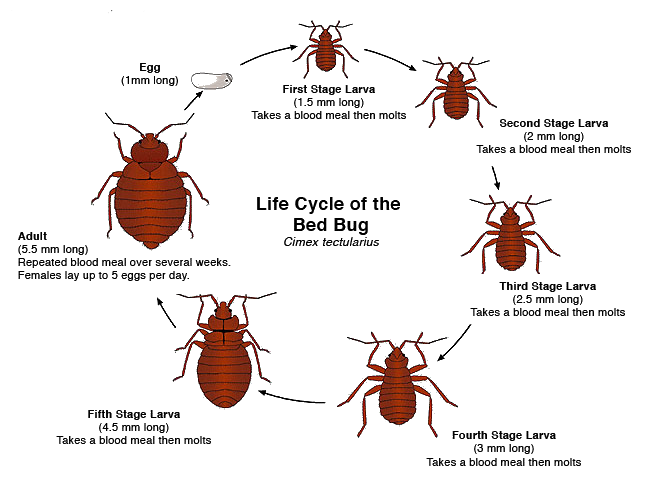 bed bug life cycle chart