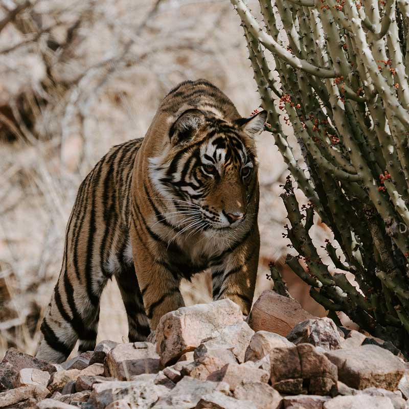 tiger stalking prey