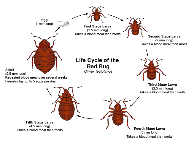 Adult bedbugs are slightly smaller than a lady bug or about 3/8 of an inch long. They are reddish-brown in color with flat oval shaped bodies.