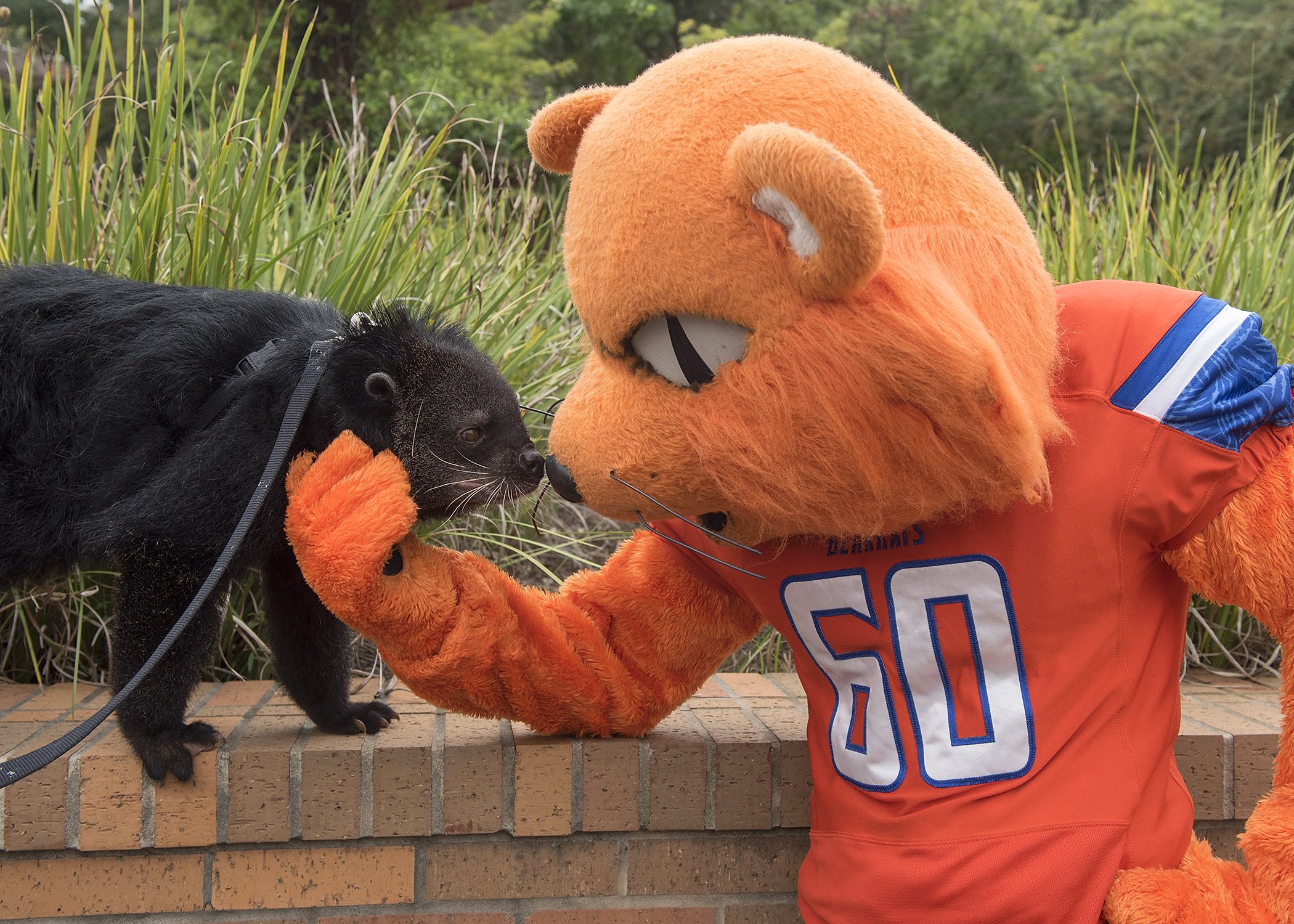 SHSU Tradition Student Activities Sam Houston State University