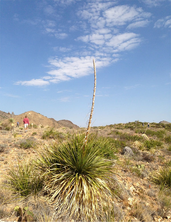 desert vegetation