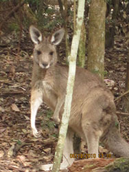 australia 11