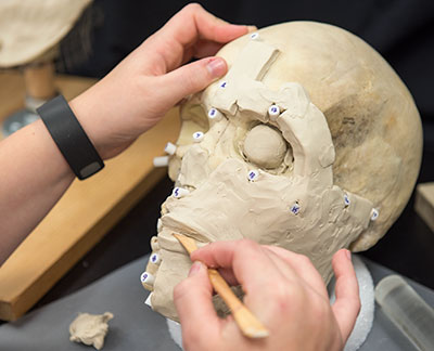 reconstructing skull