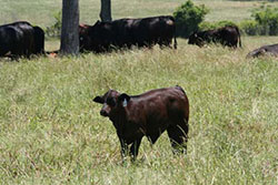 cattle 3