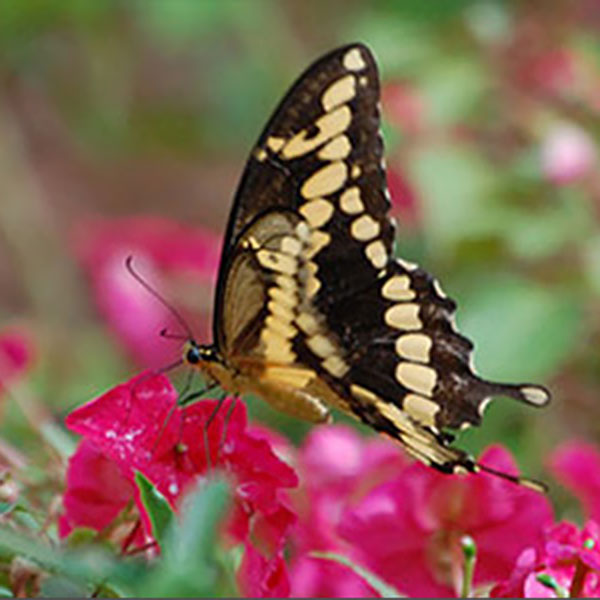 biological sciences