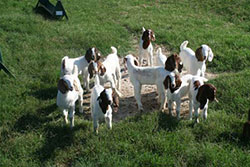 goats 5