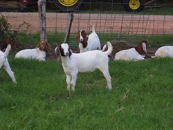 goats 9