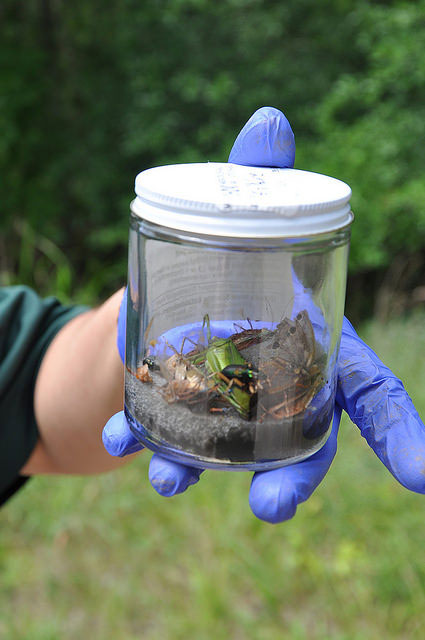 entomology