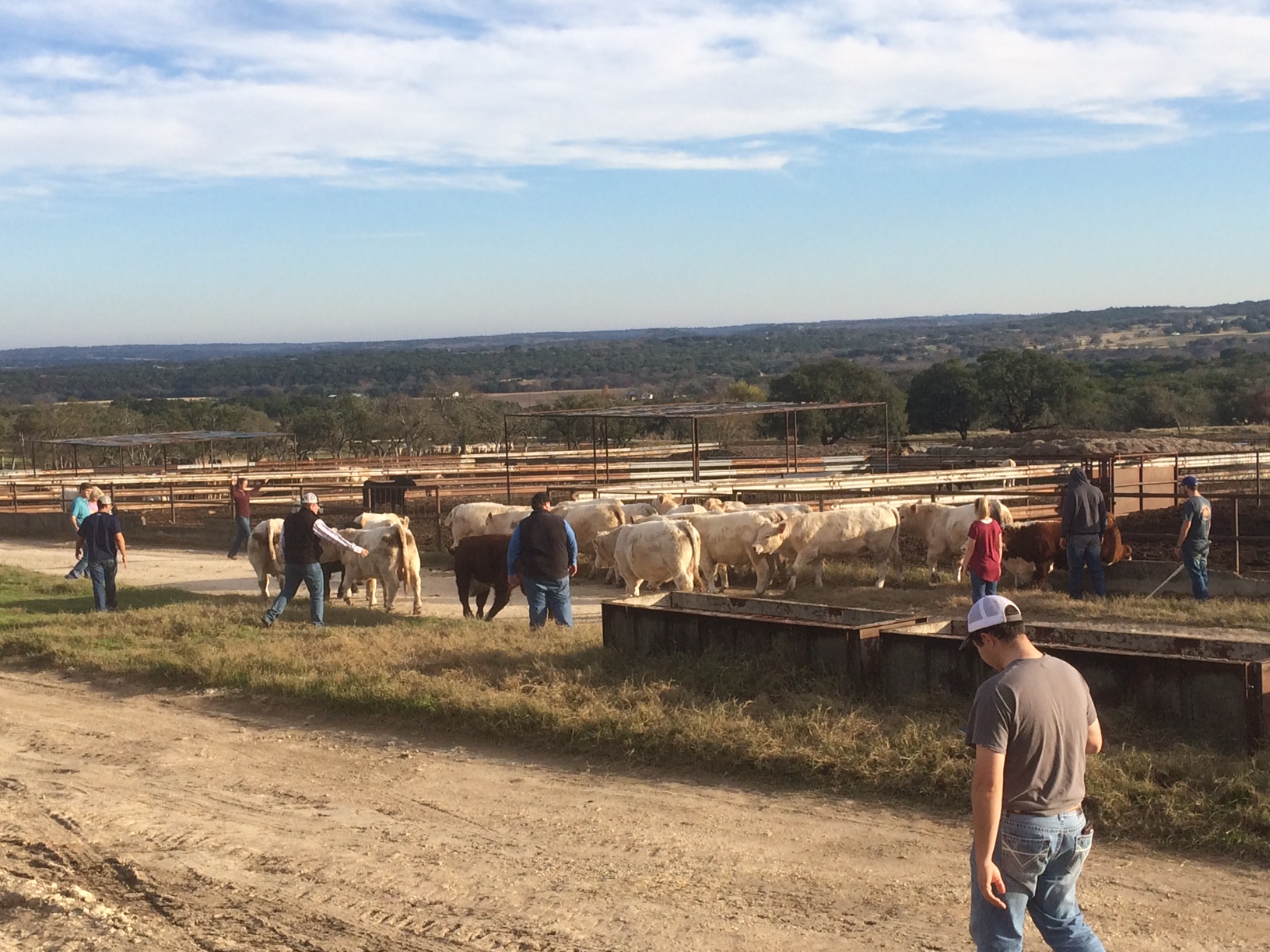 Livestock Judging