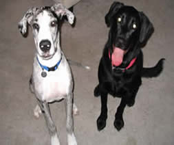 Atty & Zeke