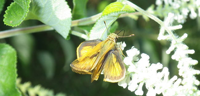 CBFS moth