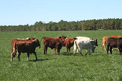 cattle 8