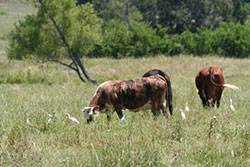 cattle 2