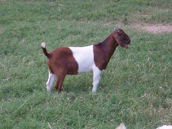 goats 10