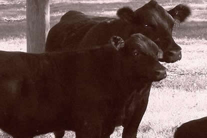 beef cattle show team