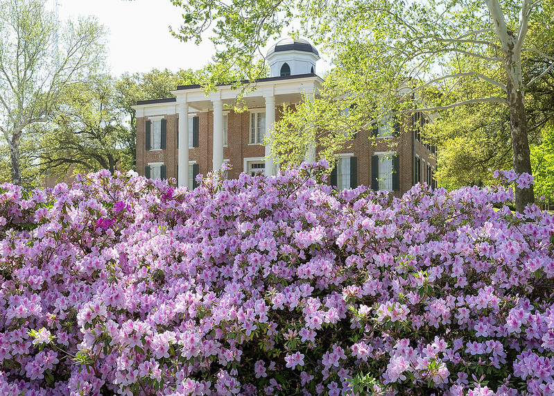 Austin Hall amongst trees and blooming azalea bushes.