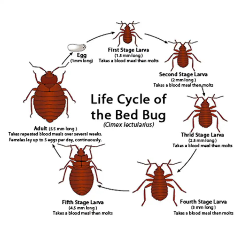 Bed Bug Life Cycle