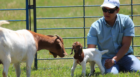 A pre-veterenary medicine student examining a kid goat in a pen.