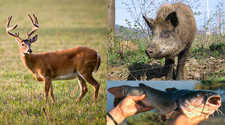 White-tail deer, wild hogs, and catfish are some of the wildlife studied in this program.