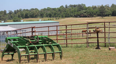 field with horses