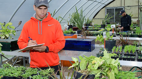 Students are checking on plants in a greenhouse.
