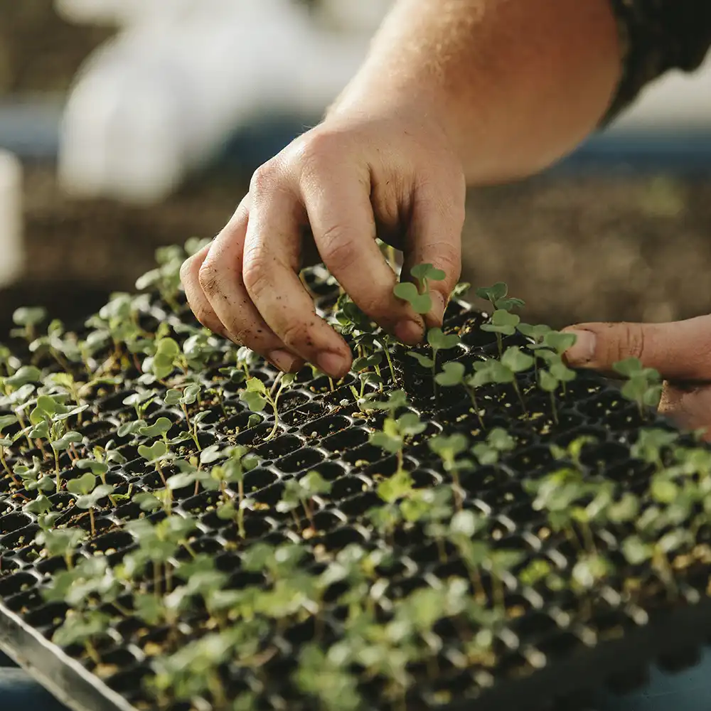 someone holding a planter full of small sprouting plants