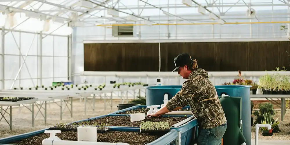 An SHSU graduate student works in a greenhouse at the Gibbs Ranch facility