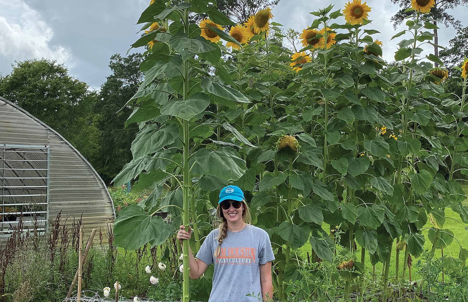 An SHSU student wearing a Sam Houston State Agriculture t-shirt and a hat stands grasping a sunflow stem that is nearly twice her height.