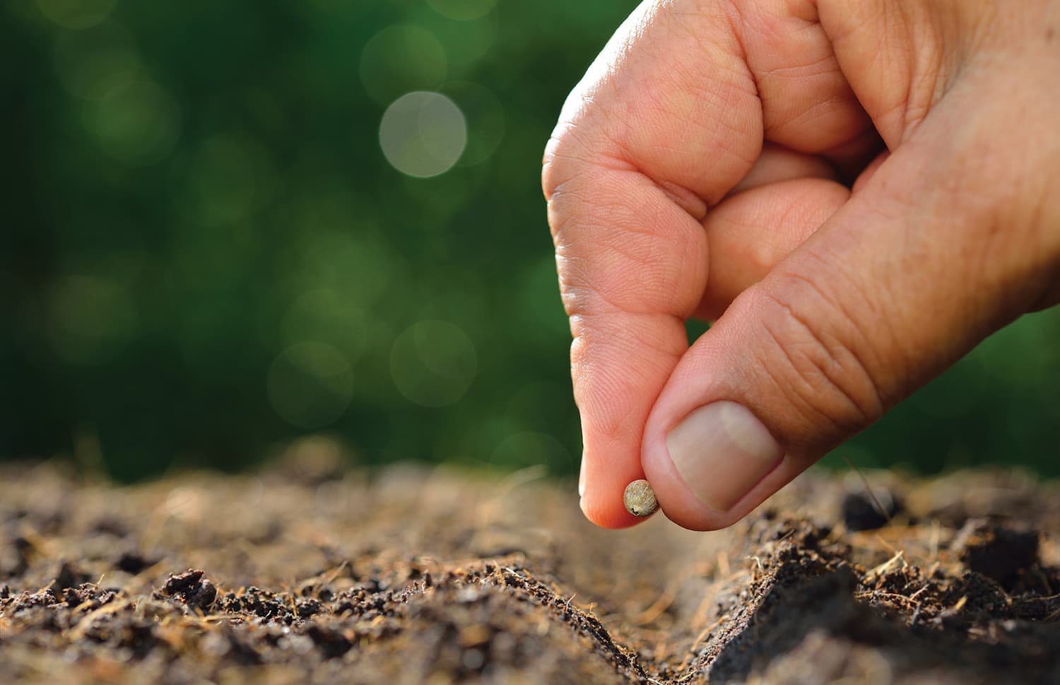 A close-up view of a hand putting a seed into a hole in soil.