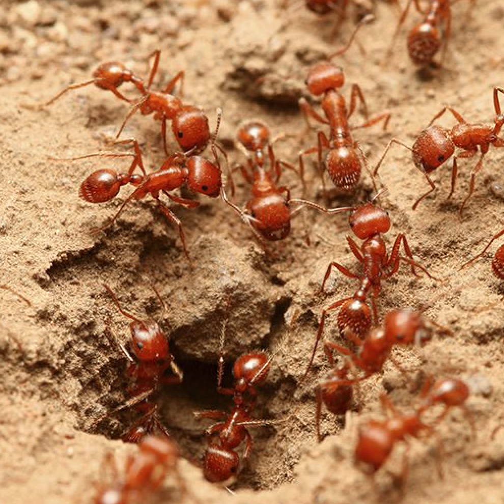 Ants_Square