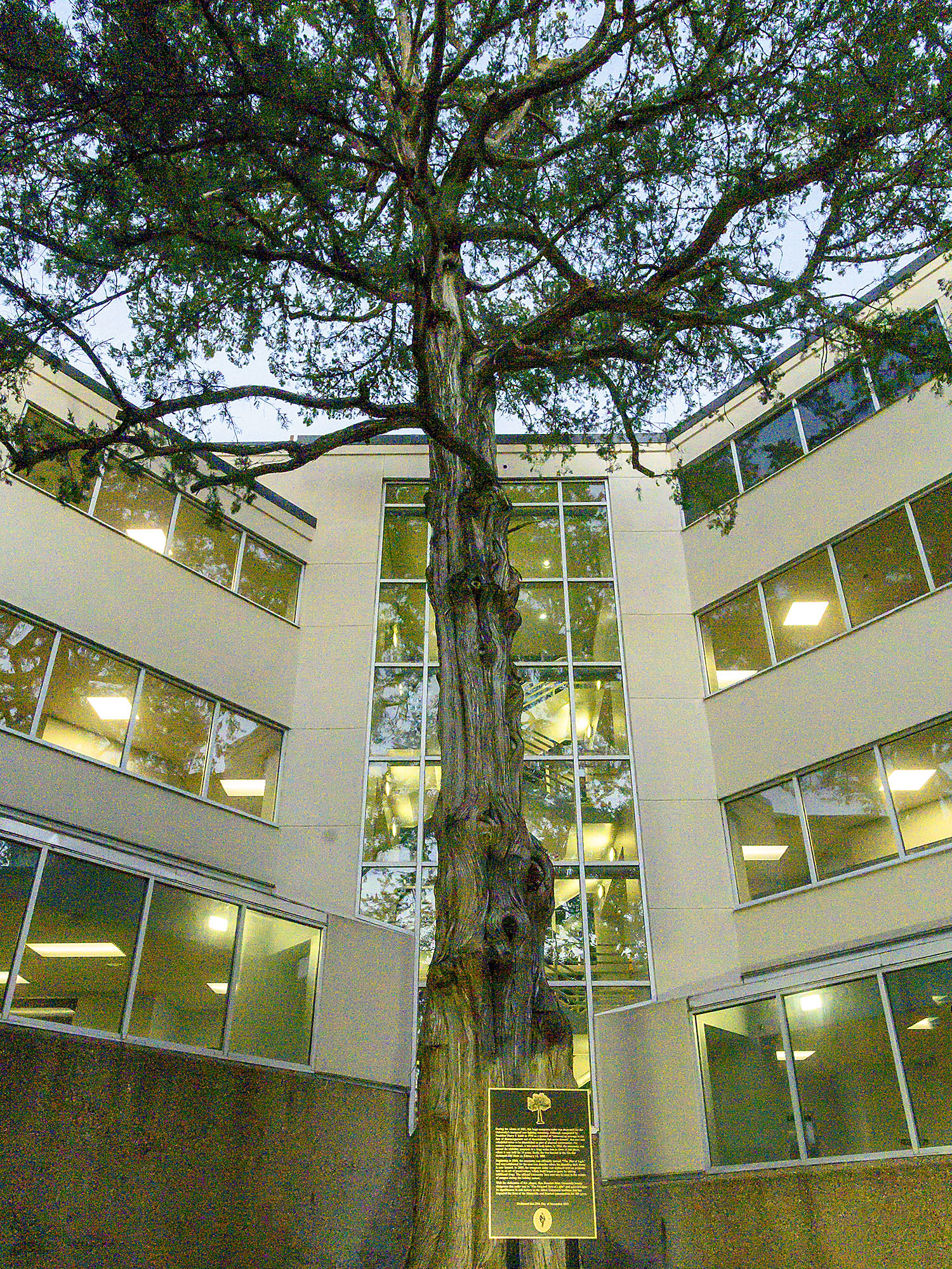 Original Tree of Light with Plaque