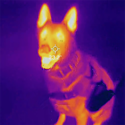 Dog through Thermal Camera